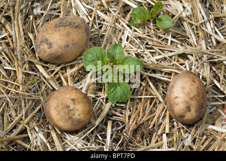 Frisch geerntete Kartoffeln sitzt neben jungen Kartoffelpflanzen im Hause Gemüsebeet Stockfoto