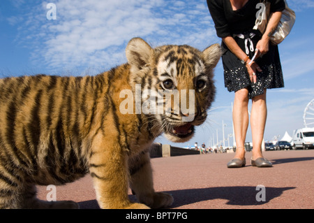 Ein 8 Wochen altes Baby sitzt Tiger auf der Promenade von Dieppe Beach, Normandie, mit einem neugierige Frau Touristen hinter sich Stockfoto