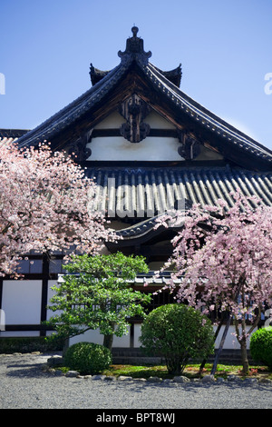 Sakura (Kirschblüten) vor einem Tempel in Kyoto, Japan. Stockfoto