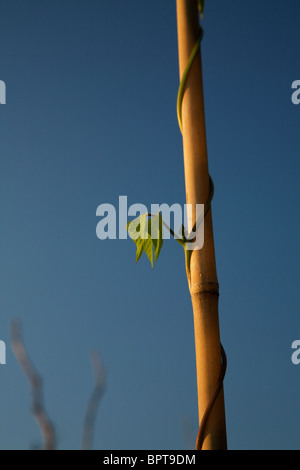 Junge Stangenbohnen Bindfäden zurecht Bean Pole auf einer Zuteilung Stockfoto