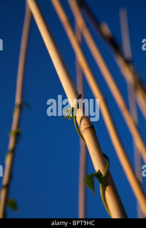 Junge Stangenbohnen Bindfäden zurecht Bean Pole auf einer Zuteilung Stockfoto