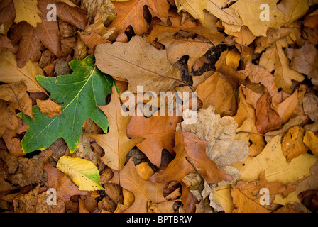 Ein grünes Blatt auf dem Boden unter anderen Blättern im Herbst Farben Stockfoto
