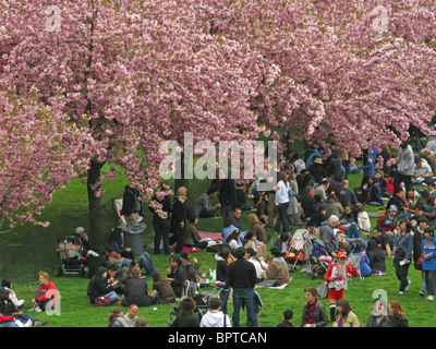 Cherry Blossom Festival Massen Brooklyn Botanic Garden Stockfoto