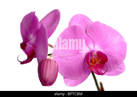 Eine Sammlung von rosa Blüten der Phalaenopsis (Nachtfalter-Orchidee) Stockfoto