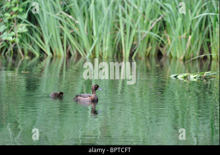 Reiherenten - getuftete Tafelenten (Aythya Fuligula) - weiblich & Entchen schwimmen im Sommer Stockfoto