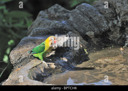 Gelb-Kragen Lovebird - maskierte Lovebird - schwarz maskiert Lovebird (Agapornis Personatus) trinken - Kratersee - Kenia Stockfoto