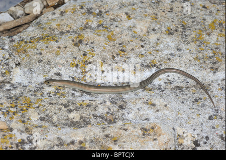 Western Three-Toed Skink (Chalcides Chalcides Striatus - Chalcides Striatus) auf einem Felsen bei Sonnenuntergang im Sommer Stockfoto