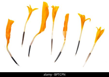 Sieben Ringelblumensamen Stockfoto