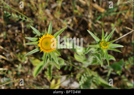 Stachelige Hahnenfußgewächse - stacheligen Berufkraut - stacheligen goldene Sterne (Pallenis Spinosa - Asteriscus Spinosus) blühen im Sommer Stockfoto