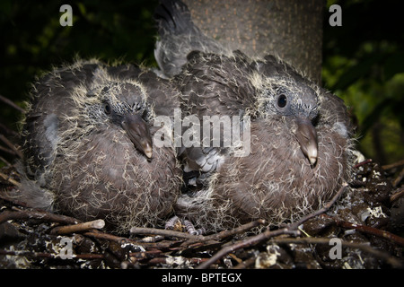 Das Nest der Ringeltaube (Columba Palumbus) mit Babyvogel. Stockfoto