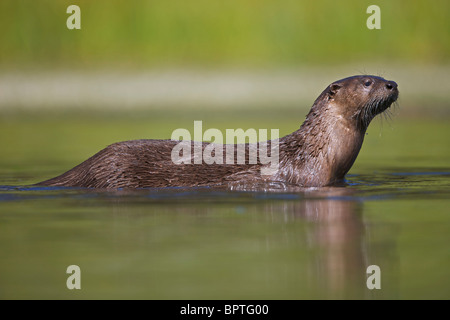 Fluss-Otter - (Lutra Canadensis) - Baden im See - Wyoming Stockfoto