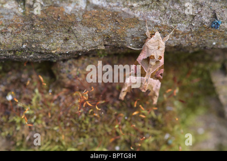 Winkel-Farbtöne (Phlogophora Meticulosa) Moth ruht auf Stein Stockfoto