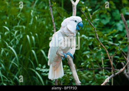 Der weiße Kakadu, Cacatua Alba (auch bekannt als das Dach Kakadu oder U2) Stockfoto