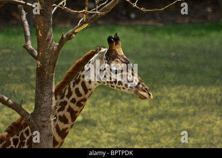 Juvenile Giraffe (Giraffa Giraffe) Stockfoto