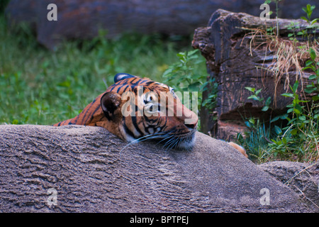 Malayischen Tiger (Panthera Tigris Jacksoni, Malaiisch: Harimau Belang) Stockfoto