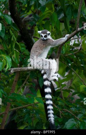 Die Ring-tailed Lemuren (Lemur Catta) Stockfoto