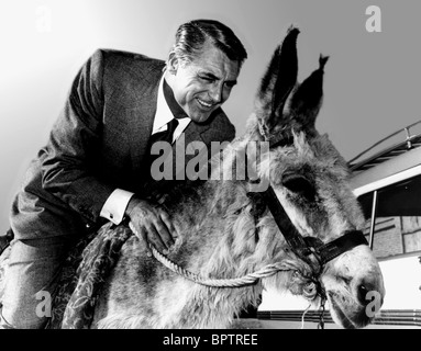 CARY GRANT: AUF ESEL SCHAUSPIELER (1956) Stockfoto