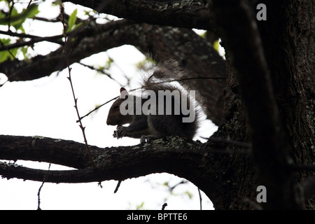 Graue Eichhörnchen mit einem Snack, thront auf einem Baum Stockfoto