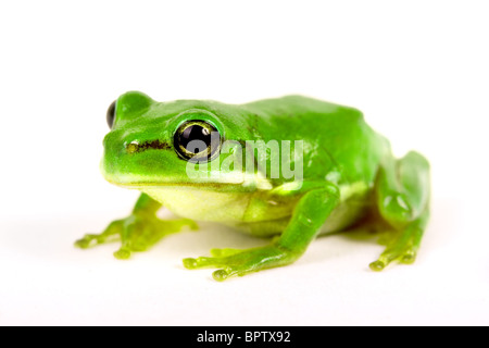 Kleiner Baum-Frosch auf weißem Hintergrund - Nahaufnahme Stockfoto