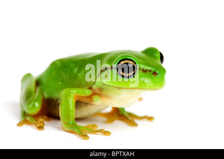 Kleiner Baum-Frosch auf weißem Hintergrund - Nahaufnahme Stockfoto
