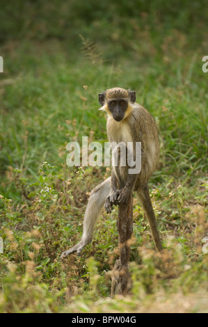 Callithrix Affe oder grünen Affen, grüne (Aethiops) Sabaeus, Abuko Nature Reserve, Gambia Stockfoto