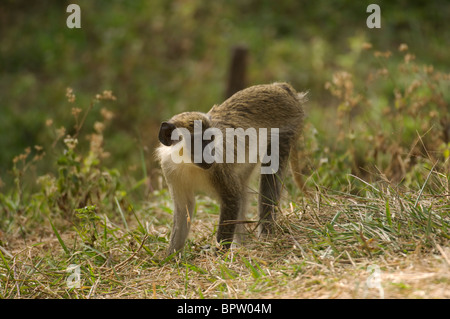 Callithrix Affe oder grünen Affen, grüne (Aethiops) Sabaeus, Abuko Nature Reserve, Gambia Stockfoto