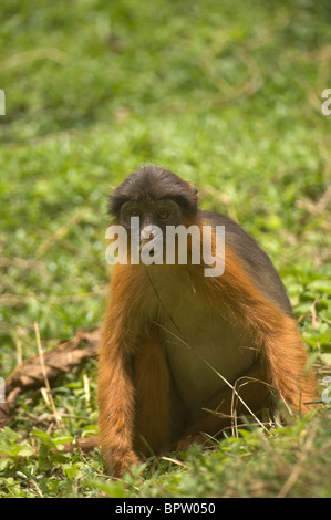 Western Red Colobus (Procolobus Badius Temminckii), Abuko Nature Reserve, Gambia Stockfoto