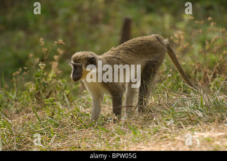 Callithrix Affe oder grünen Affen, grüne (Aethiops) Sabaeus, Abuko Nature Reserve, Gambia Stockfoto