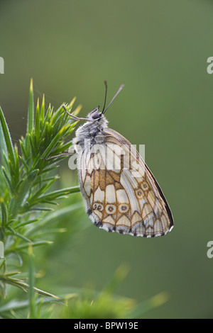 Marmoriert weiß Melanargia Galathea gehockt Ginster am Collard Hill Nature Reserve, Somerset im Juni. Stockfoto