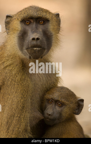 Guinea Pavian Spanferkel (Papio Papio), Makusutu, Gambia Stockfoto