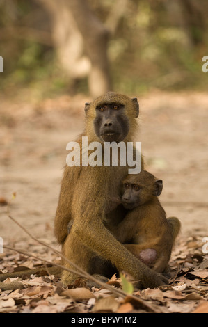 Guinea Pavian Spanferkel (Papio Papio), Makusutu, Gambia Stockfoto