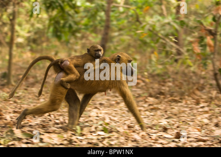 Guinea-Pavian mit Baby, Reiten auf dem Rücken (Papio Papio), Makusutu, Gambia Stockfoto