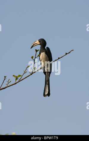 Afrikanische pied Hornbill (Tockus Fasciatus), Gambia Stockfoto