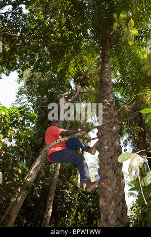 man sammelt Kokosnüsse von einer Palme, Makasutu Kultur Wald, Gambia Stockfoto