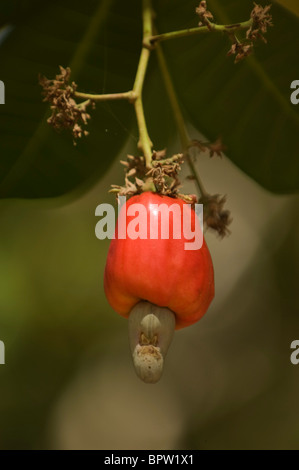 Cashew-Nuss Frucht, Gambia Stockfoto