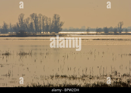 Hochwasser in Sutton Gault auf der Ouse wäscht, Cambridgeshire, England.  Aufgenommen im Februar Stockfoto
