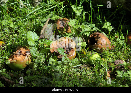 faule Windfall Äpfel in einen englischen Garten. Stockfoto