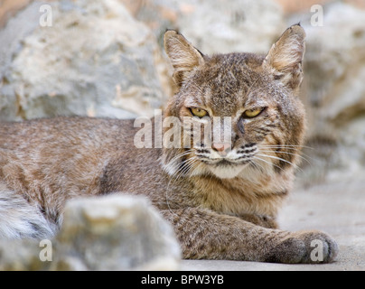 Nahaufnahme von einem kleinen Luchs Stockfoto