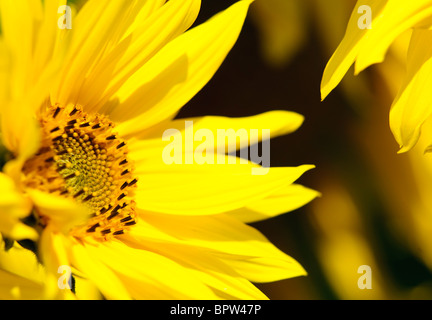 Sonnenblume Blüte Nahaufnahme. Aufnahme in einem Garten in Deutschland. Stockfoto