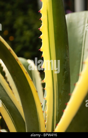 Agave Blatt mit spined Rand Stockfoto