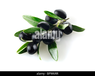 Frische schwarze Oliven auf einen Olivenzweig Fotos Bilder & Bilder. Vor weißem Hintergrund ausschneiden Stockfoto
