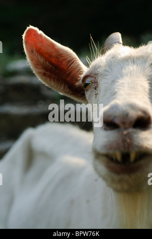 Frau wild Mountain Goat in den Französischen Alpen. Stockfoto