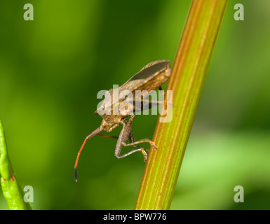 Squash-Bug (Coreus Marginatus), Frankreich Stockfoto