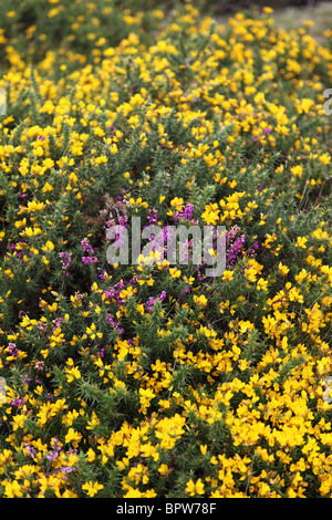 Blühende Görse und Heidekraut auf Dartmoor, England, Großbritannien Stockfoto