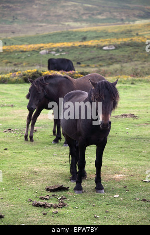 Ponys weiden auf den Nationalpark Dartmoor, Devon, England Stockfoto