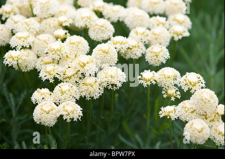 Nahaufnahme von Achillea (Schafgarbe genannt) Stockfoto