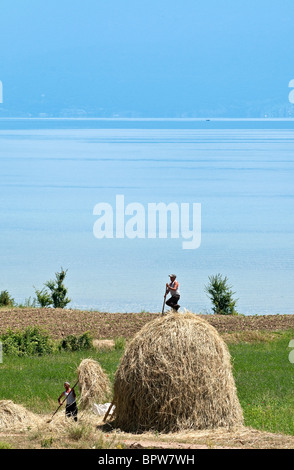 Bauern bauen Heuhaufen am Ufer des Ohrid-Sees in der Nähe von Pogradeci, Süd-Ost-Albanien. Stockfoto