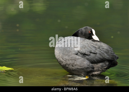 Schwarzen Wasserhuhn - gemeinsame Blässhuhn - eurasischen Blässhuhn (Fulica Atra) im flachen Wasser putzen Stockfoto