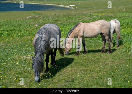 Eriskay Ponys auf Barra, äußeren Hebriden, Western Isles, Schottland.  SCO 6532 Stockfoto