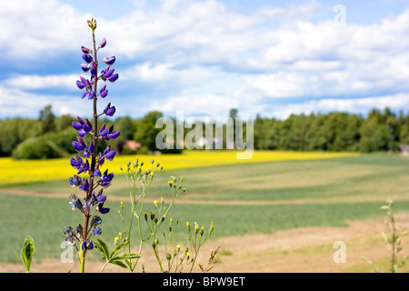 Malerische Aussicht auf eine lila Lupinen (Lupinus) wächst in Nevlunghamn, Norwegen. Stockfoto